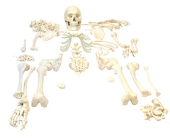 MODEL DISARTICULATED SKELETON