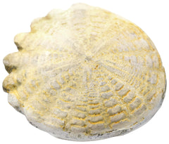 MODEL HARDOUINIA FOSSIL