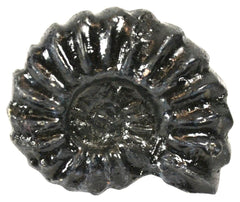 MODEL PERISPHINCTES FOSSIL