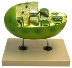 MODEL PLANT CHLOROPLAST