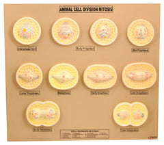 MODEL ANIMAL CELL MITOSIS