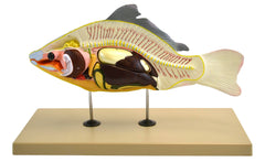 MODEL CARP FISH