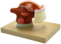 MODEL HUMAN TEETH WITH TONGUE