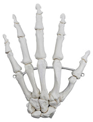 MODEL LEFT HAND BONES ARTICULATED