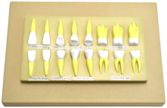 MODEL HUMAN TEETH SET OF 16