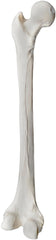 MODEL LEFT FEMUR BONE
