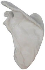 MODEL LEFT SCAPULA BONE