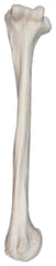 MODEL LEFT HUMERUS BONE
