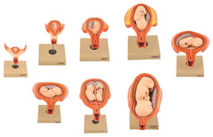 MODEL PERIOD OF GESTATION