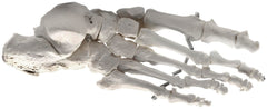 MODEL RIGHT FOOT BONES ARTICULATED