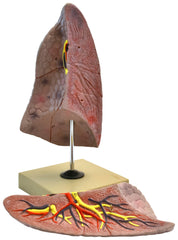 MODEL HUMAN RIGHT LUNG