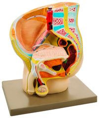 MODEL MALE PELVIS SECTION 2 PARTS