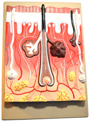 MODEL HUMAN SKIN WITH HAIR