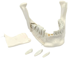 MODEL LOWER JAW BONE
