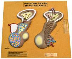 MODEL PITUITARY GLAND AND HYPOTHALAMU