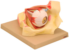 MODEL HUMAN EYE IN BONY ORBIT