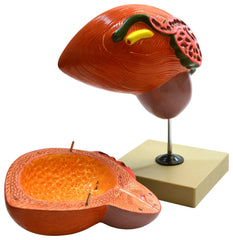 MODEL URINARY BLADDER WITH PROSTATE