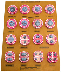 MODEL PLANT CELL MEIOSIS