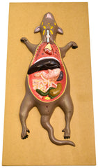 MODEL RAT DISSECTION