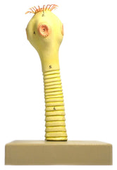 MODEL PORK TAPEWORM HEAD