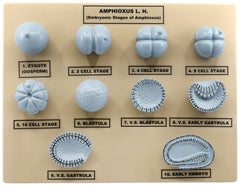 MODEL AMPHIOXOUS EMBRYONIC STAGES
