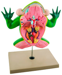 MODEL LARGE FROG DISSECTION