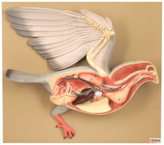 MODEL BIRD DISSECTION PIGEON