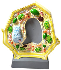 MODEL PLANT CELL MAGNIFIED
