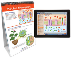 FLIP CHART + ONLINE OSMOSIS + DIFFUSION MS/HS