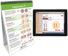 FLIP CHART + ONLINE MEIOSIS MS/HS