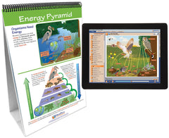 FLIP CHART + ONLINE FOOD CHAINS + FOOD WEBS MS/HS