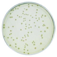 INVESTIGATING SYNTHETIC BIOLOGY