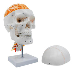 SKULL 4D BRAIN SUTURED AND CERVICAL VERTEBRAE