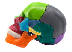 SKULL DIDACTIC PAINTED MINI MULTICOLORED 15 PIECE