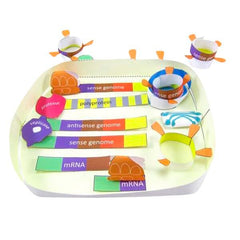 KIT CORONAVIRUS CYCLE 3-D MODEL KIT