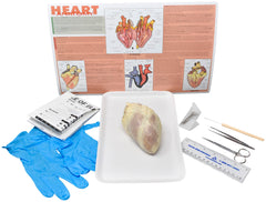 SHEEP HEART W/ DISSECTION TOOLS