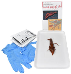4 IN.+ PLN CRAYFISH W/O DISSECTION TOOLS