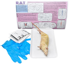 7 IN.+ DBL RAT W/O DISSECTION TOOLS