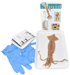 8 IN.+ PLN SQUID W/O DISSECTION TOOLS