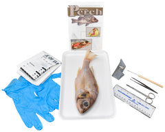 7 IN.+ PERCH W/ DISSECTION TOOLS