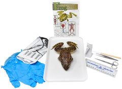 5 IN. + DBL GRASSFROG W/ DISSECTION TOOLS