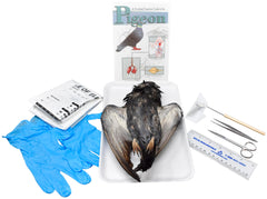 DBL PIGEON W/ DISSECTION TOOLS