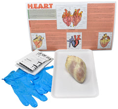 SHEEP HEART W/O DISSECTION TOOLS