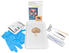 SHEEP KIDNEY W/ DISSECTION TOOLS