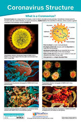 CORONAVIRUS STRUCTURE AND IMMUNITY BULLETIN BOARD CHARTS - SET OF 4
