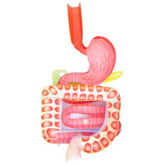 DIGESTIVE SYSTEM 3-D MODEL KIT