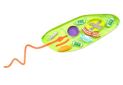 EUGLENA 3-D MODEL KIT
