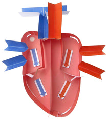 HUMAN HEART 3-D MODEL KIT