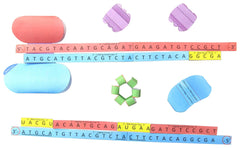 DNA REPLICATION 3-D MODEL KIT