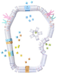 CELL MEMBRANES 3-D MODEL KIT